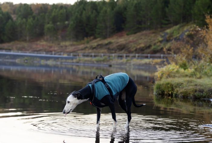 Флісовий пуловер для собак Non-stop dogwear Trail Quest Fleece Pullover Бірюзовий 60