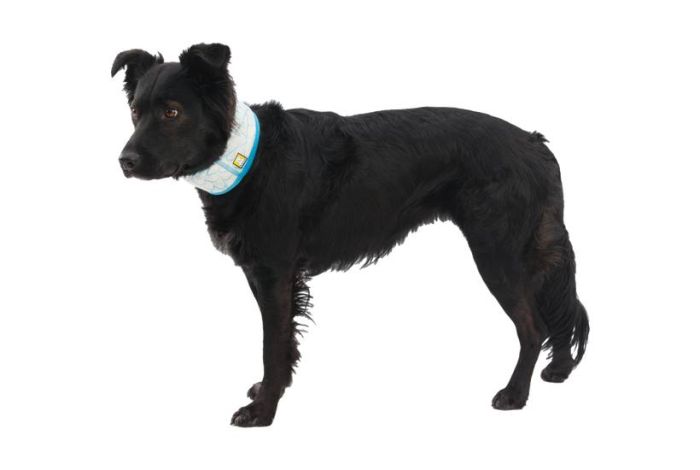 Охолоджуючий бафф на шию собаці Ruffwear Swamp Cooler™ Блакитний XXS