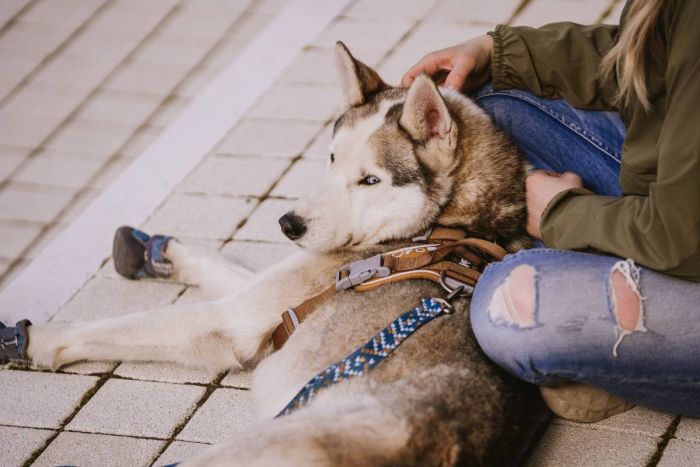 Шлейка для собак пом'якшена Hurtta Weekend Warrior 45-60 см Бежевий