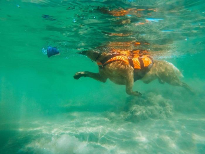 Рятувальний жилет для собак Safe life jacket 2.0 Non-stop dogwear Помаранчевий 6