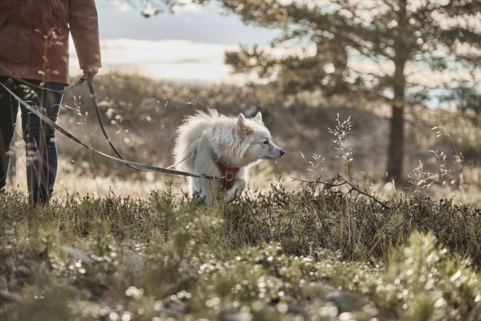 Регульований повідець для собак Hurtta Multilong ECO 100-300 см х 20 мм Сірий