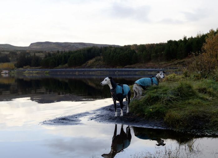 Флісовий пуловер для собак Non-stop dogwear Trail Quest Fleece Pullover Бірюзовий 40