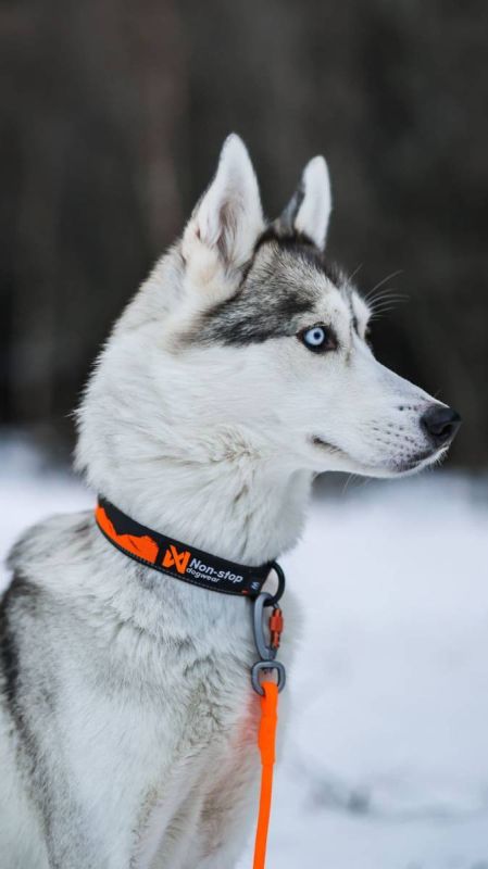 Нашийник для собак Trail quest collar Non-stop dogwear Чорний з помаранчевим M