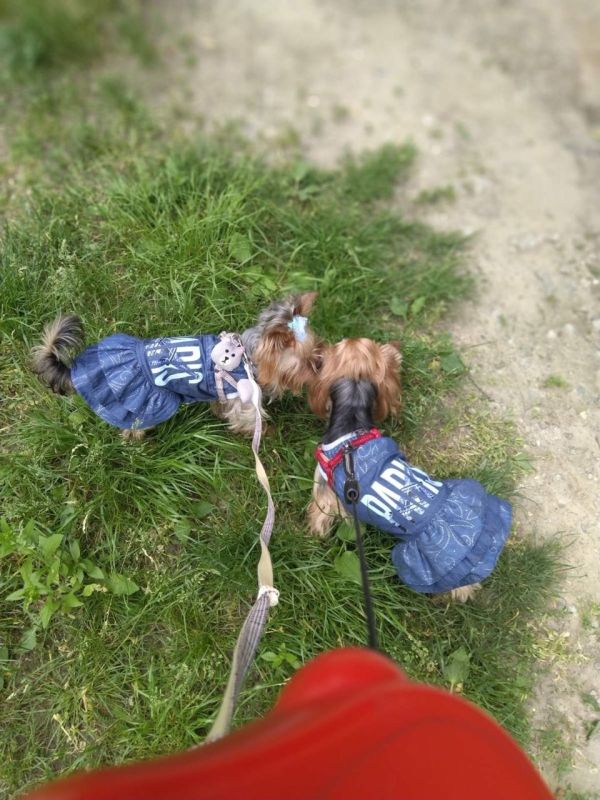 Париж плаття для собак дівчаток котон S1