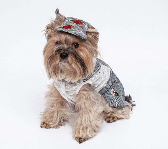 Олень світшот для собак хлопчиків трикотаж на флісі Блакитний M