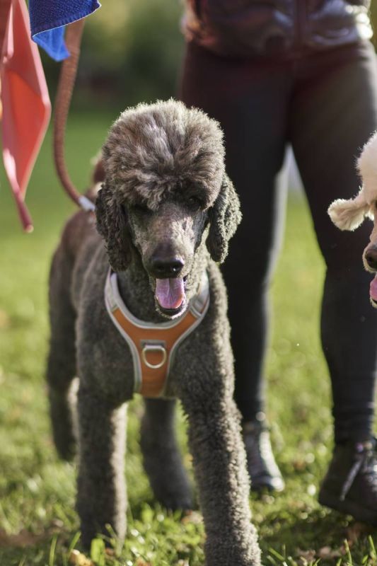 Шлейка для собак пом'якшена з ручкою Hurtta Venture No-Pull 45-60 см Помаранчевий