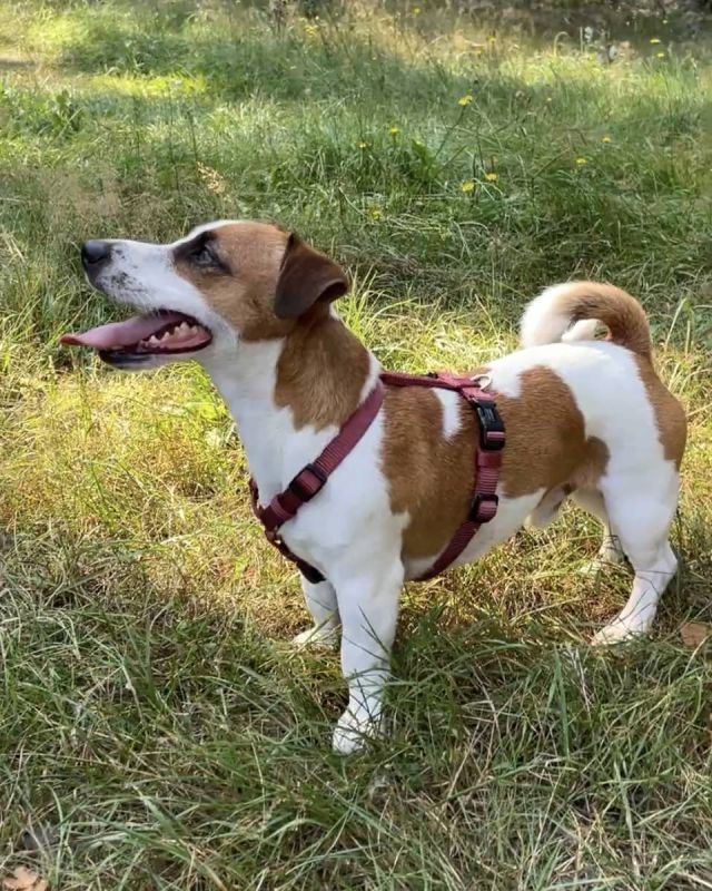 Анатомічна шлейка для собак Wolters Professional S 30-40 см / 10 мм Бордовий