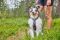 Шлейка для собак Line harness 5.0 Non-stop dogwear Фіолетовий 1