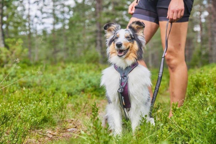 Шлейка для собак Line harness 5.0 Non-stop dogwear Фіолетовий 1