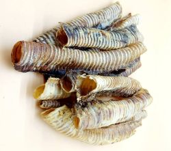 Трахея яловича сушена 30см 1кг 