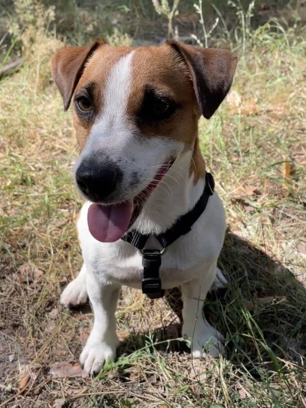 Анатомічна шлейка для собак Wolters Professional XL 75-100 см / 25 мм Чорний