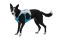 Охолоджувальна шлейка для собак Ruffwear Swamp Cooler™ S 56-69 см Блакитний