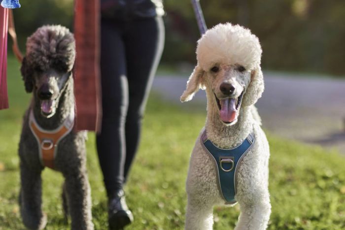 Шлейка для собак пом'якшена з ручкою Hurtta Venture No-Pull 35-40 см Синій