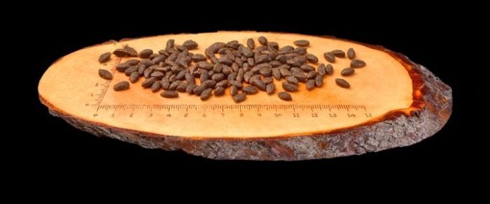 CarniLove Salmon Sensitive Long Hair з лососем сухий корм для кішок з чутливим травленням 400 г