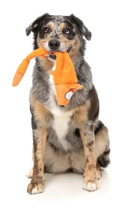 М'яка іграшка для собак FuzzYard Лисичка Фокс