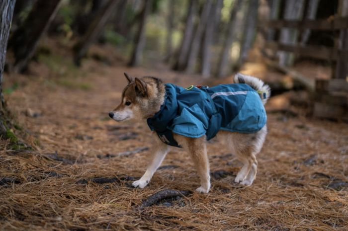 Тепла зимова куртка для собак Glacier jacket 3.0 Non-stop dogwear Бірюзовий 40