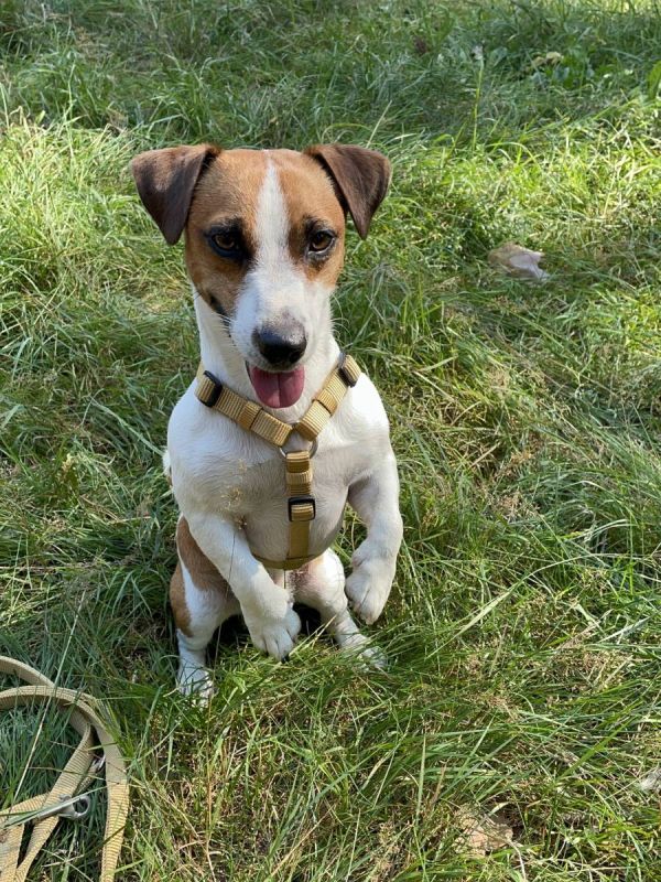 Анатомічна шлейка для собак Wolters Professional M 30-50 см / 15 мм Жовтий