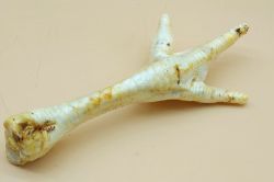 Лапка індичка з кальцієм-ласощі для собак Лапка індича з кальцієм