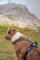 Шлейка для собак Line harness grip Non-stop dogwear Чорний 6