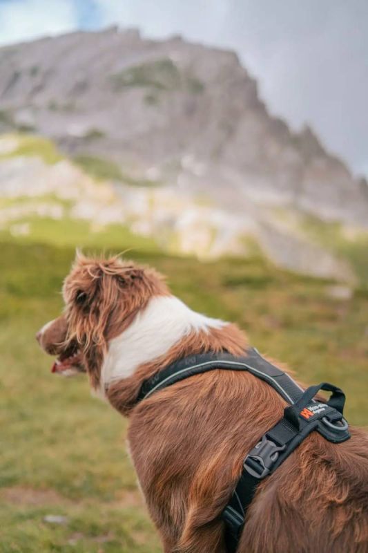 Шлейка для собак Line harness grip Non-stop dogwear Чорний 6