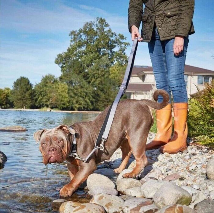 Нашийник для собак пом'якшений Wolters Professional Comfort 6 50-55 см / 35 мм Сріблястий