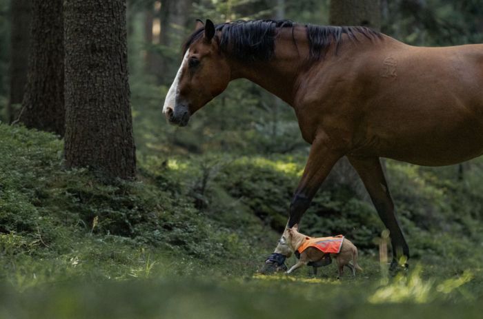 Жилет для собак Non-stop dogwear Protector vest 2.0 Помаранчевий XS