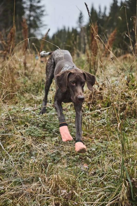 Шкарпетки для собак Protector light socks Non-stop dogwear Помаранчевий S 4 Шт.