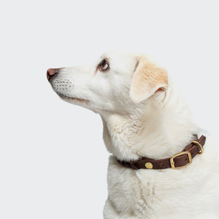 Нашийник для собак Cloud7 Central Park Коричневий XXL