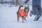 Куртка для собак Long distance + jacket Non-stop dogwear Помаранчевий S
