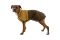 Дощовик для собак Ruffwear Sun Shower™ XL Коричневий