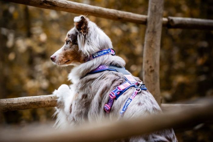 Нашийник для собак Non-stop dogwear Trail quest collar RP signature edition Фіолетовий / Рожевий L