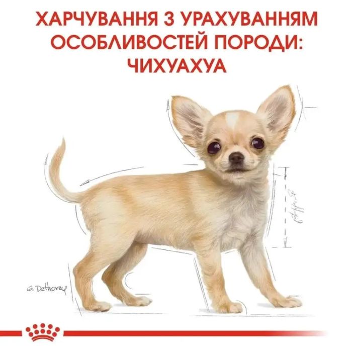 АКЦІЯ Royal Canin Chihuahua Puppy набір корму для цуценят 1,5 кг + 4 паучі 