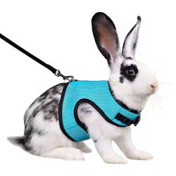 Шлейка з повідком для гризунів мятна (25-40см1,2м) 