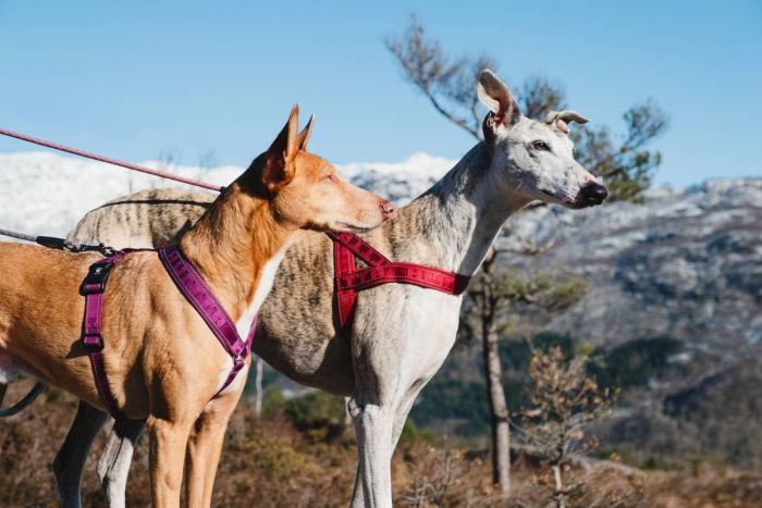 Пом'якшена шлея для собак Hurtta Casual harness ECO 70-80 Рожевий