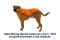 Тепла куртка для собак Ruffwear Quinzee™ XS Помаранчевий