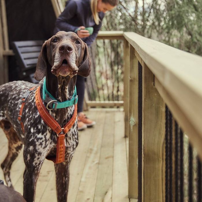 Анатомічна шлейка для собак Hurtta Casual Y-harness 70-80 Коричневий