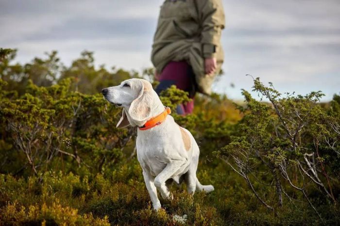 Нашийник для собак Safe Non-stop dogwear Помаранчевий 30