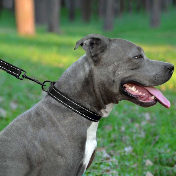 Повідець ACTIVE нейлоновий зі світловідображенням Чорний 152 см ширина 20ммдлина 152см