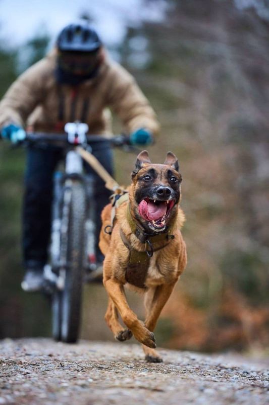 Шлейка для собак Freemotion harness WD Non-stop dogwear Оливковий 6