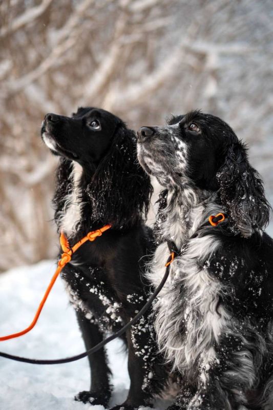 Повідець для собак Retriever leash Non-stop dogwear Помаранчевий 1,6 м/8 мм