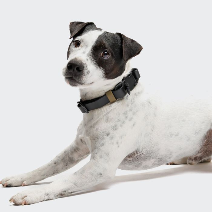 Нашийник для собак Cloud7 Ipanema Чорний S