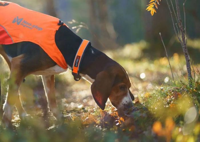 Нашийник для собак Protector Non-stop dogwear Помаранчевий 40