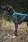 Шкарпетки для собак Protector light socks Non-stop dogwear Помаранчевий S 4 Шт.