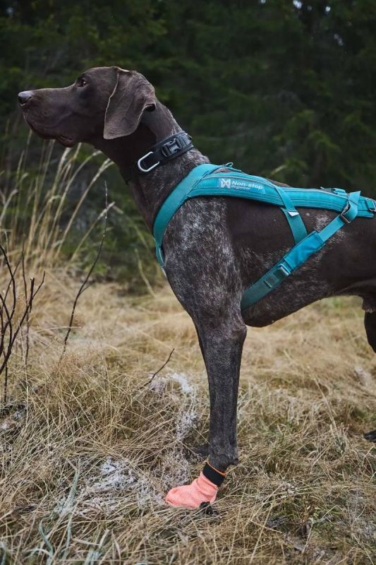 Шкарпетки для собак Protector light socks Non-stop dogwear Помаранчевий S 4 Шт.
