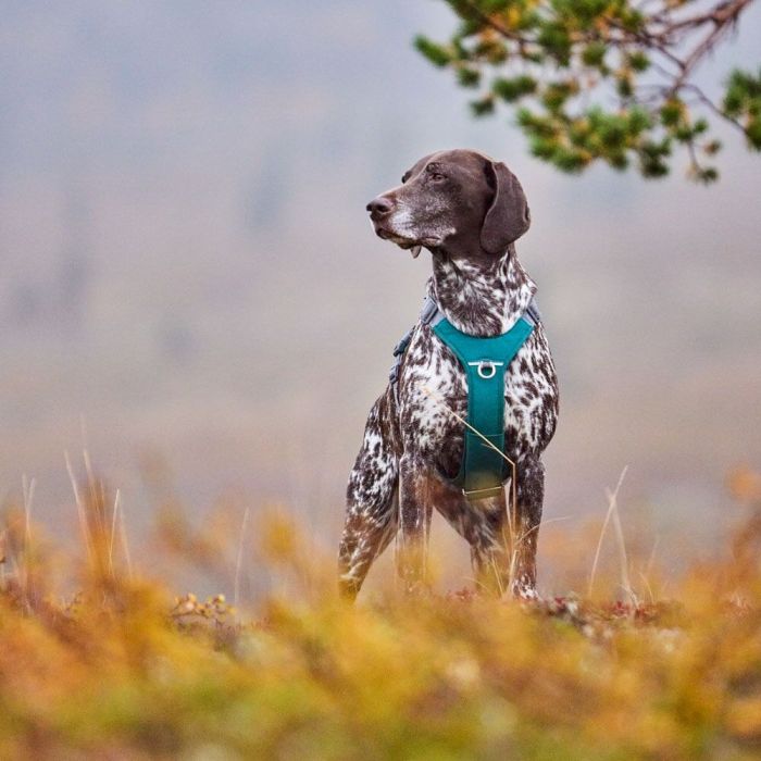 Шлейка для великих порід собак Hurtta Rover Harness Бірюзовий 75-95