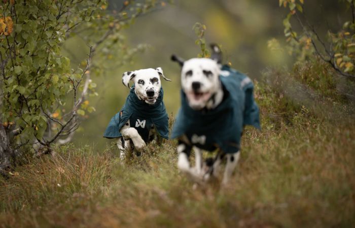 Дощовик для собак Non-stop dogwear Fjord lined Зелений 36