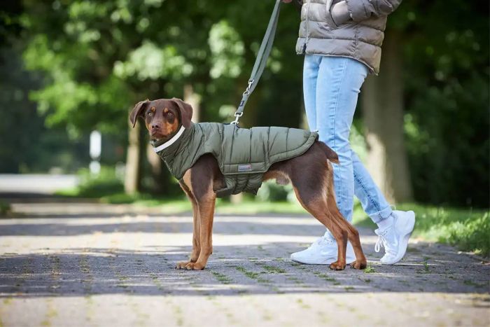 Тепла куртка для собак Wolters Cosy для Такс 34 см Оливковий