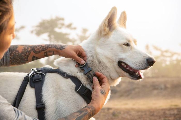 Повсякденна шлейка для собак Ruffwear Front Range® XS 43-56 см Сірий
