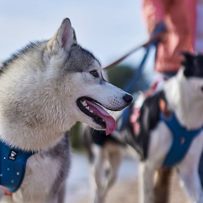 Зігріваюча шлея для собак Hurtta Weekend Warrior 60-80 см Синій