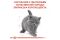АКЦІЯ Royal Canin British Shorthair Kitten сухий корм для британських короткошерстих кошенят 8+2 кг 